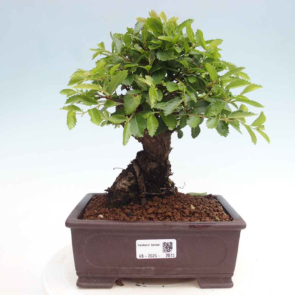 Bonsai de exterior - Zelkova - Zelkova NIRE