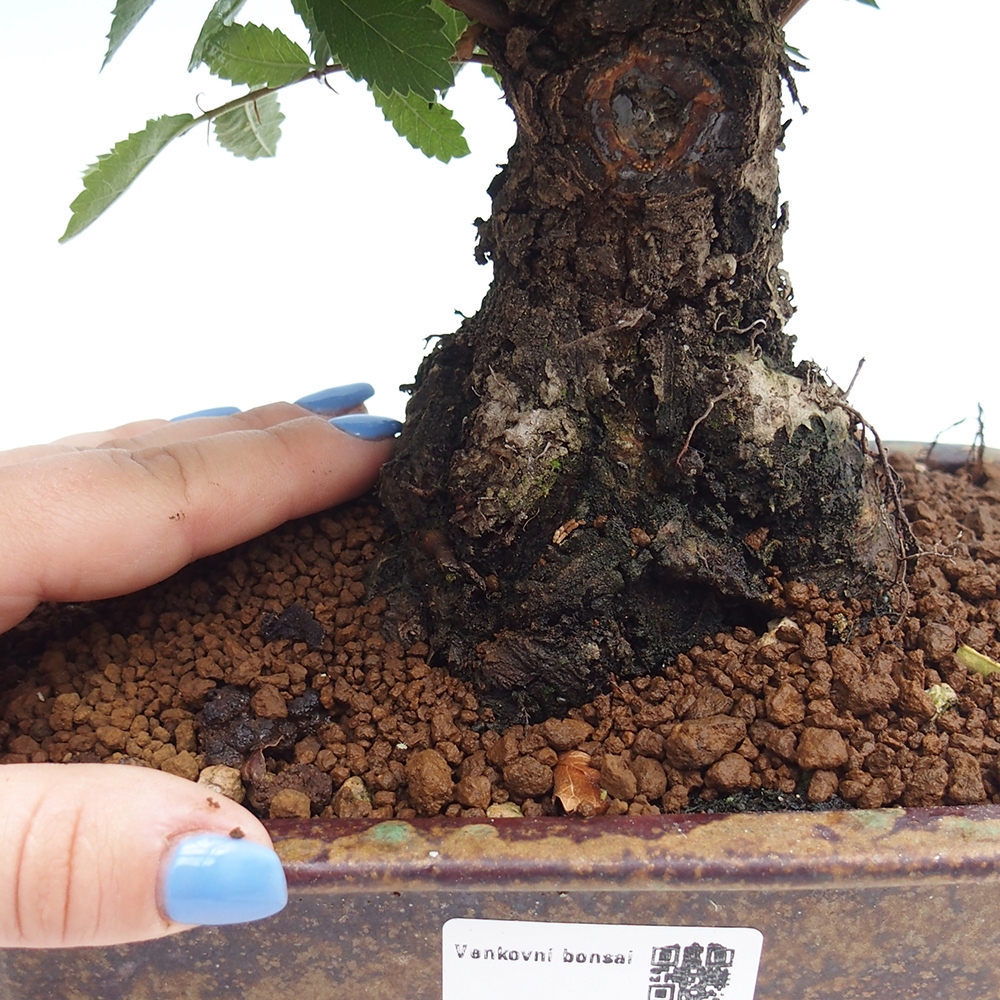 Bonsai de exterior - Zelkova - Zelkova NIRE