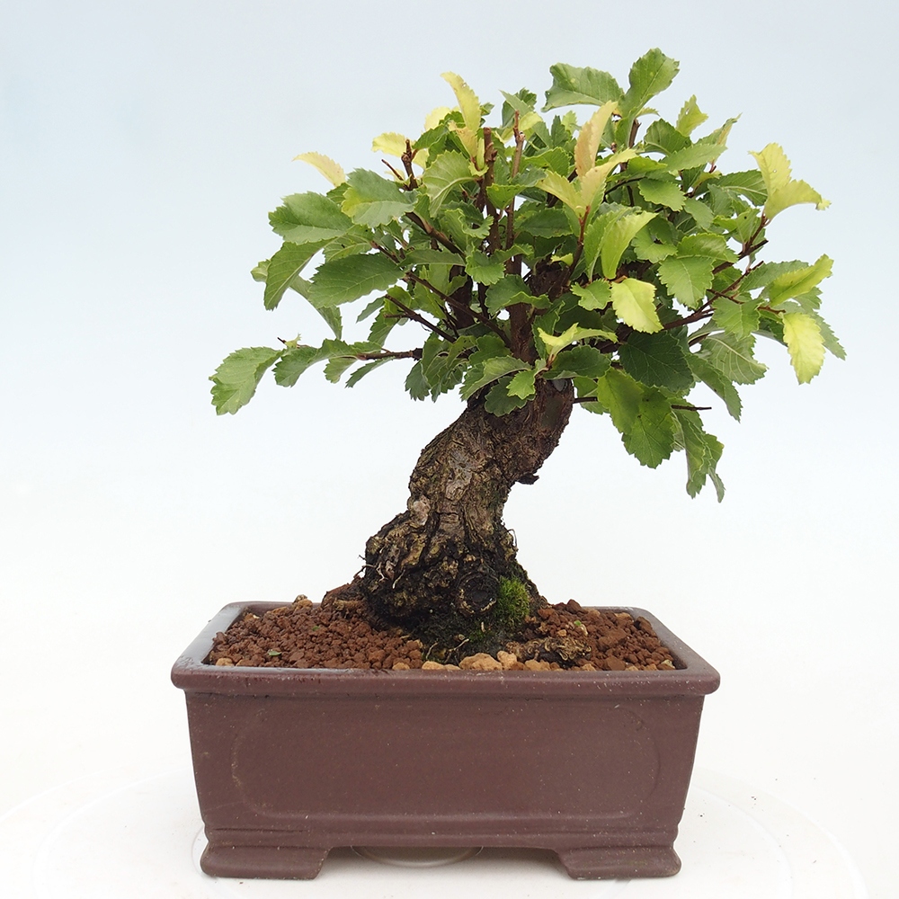 Bonsai de exterior - Zelkova - Zelkova NIRE