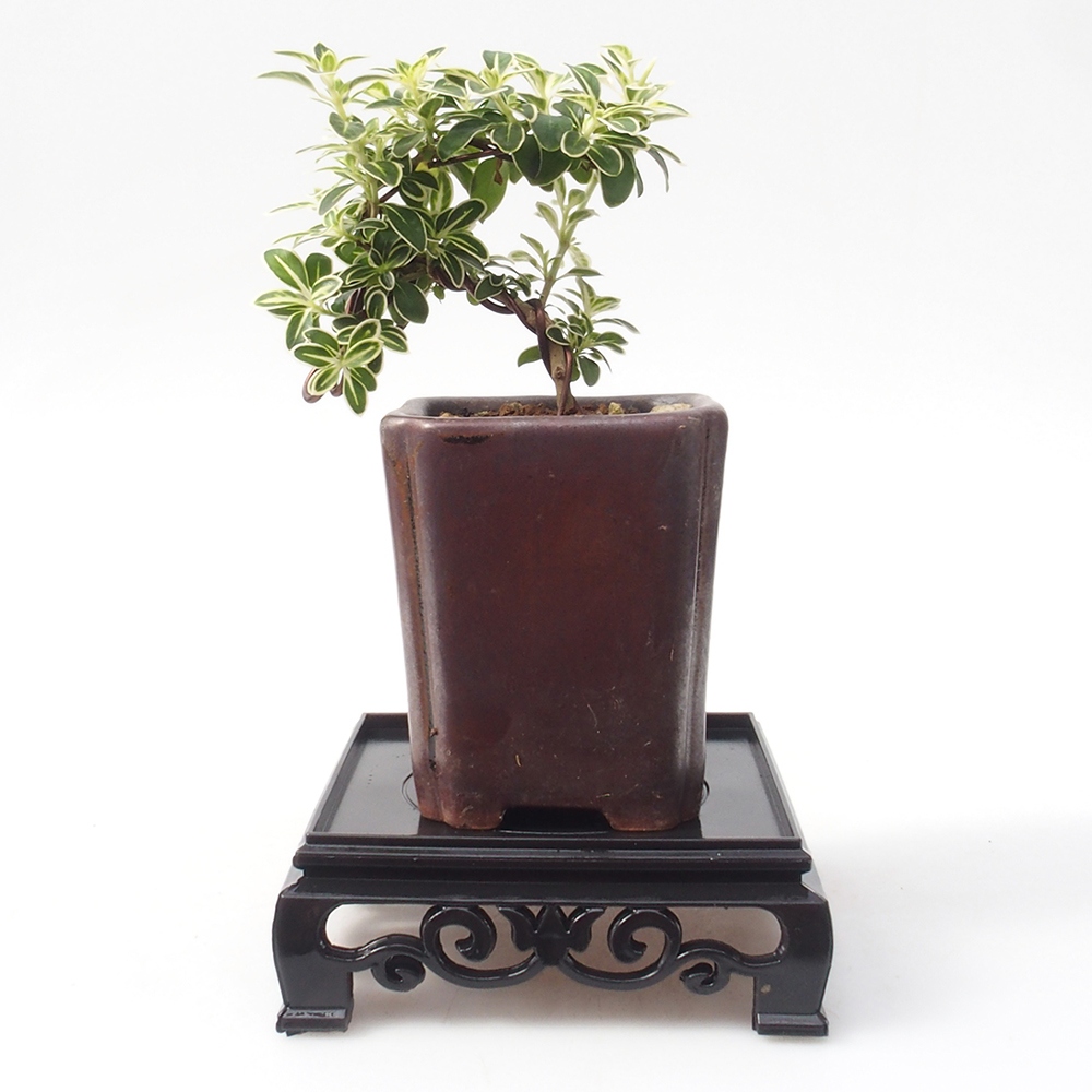 Mesa bonsai cuadrada de plástico 11 x 11 x 3,5 cm, color negro
