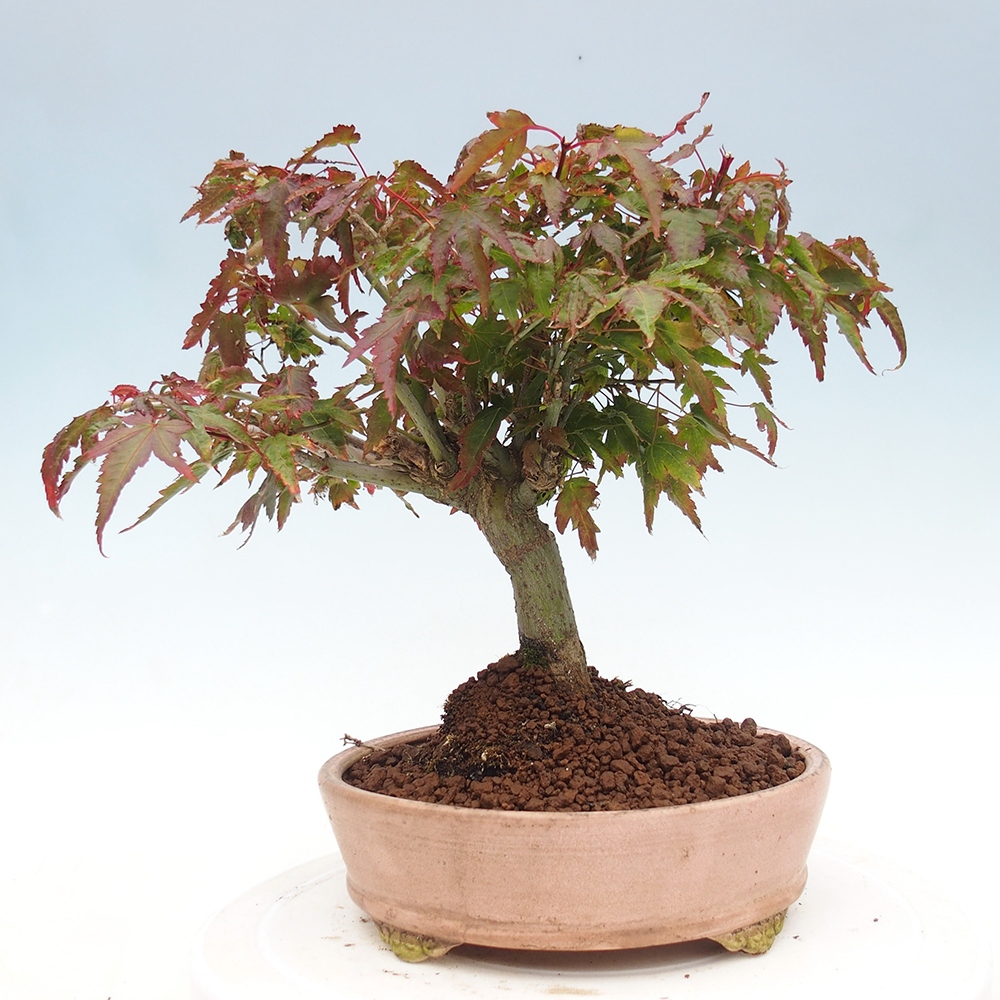 Acer palmatum KIOHIME - Arce palmito