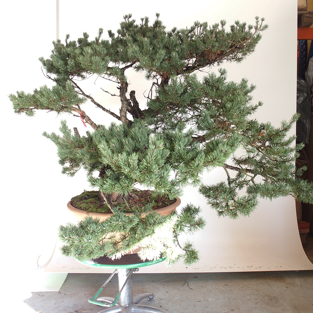 Yamadori - Pinus sylvestris España