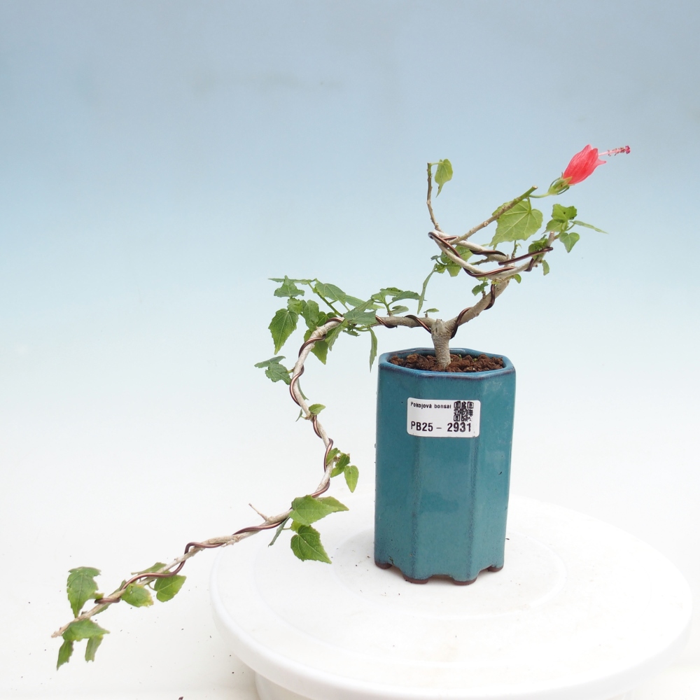 Bonsái de interior - Malvaviscus arboreus