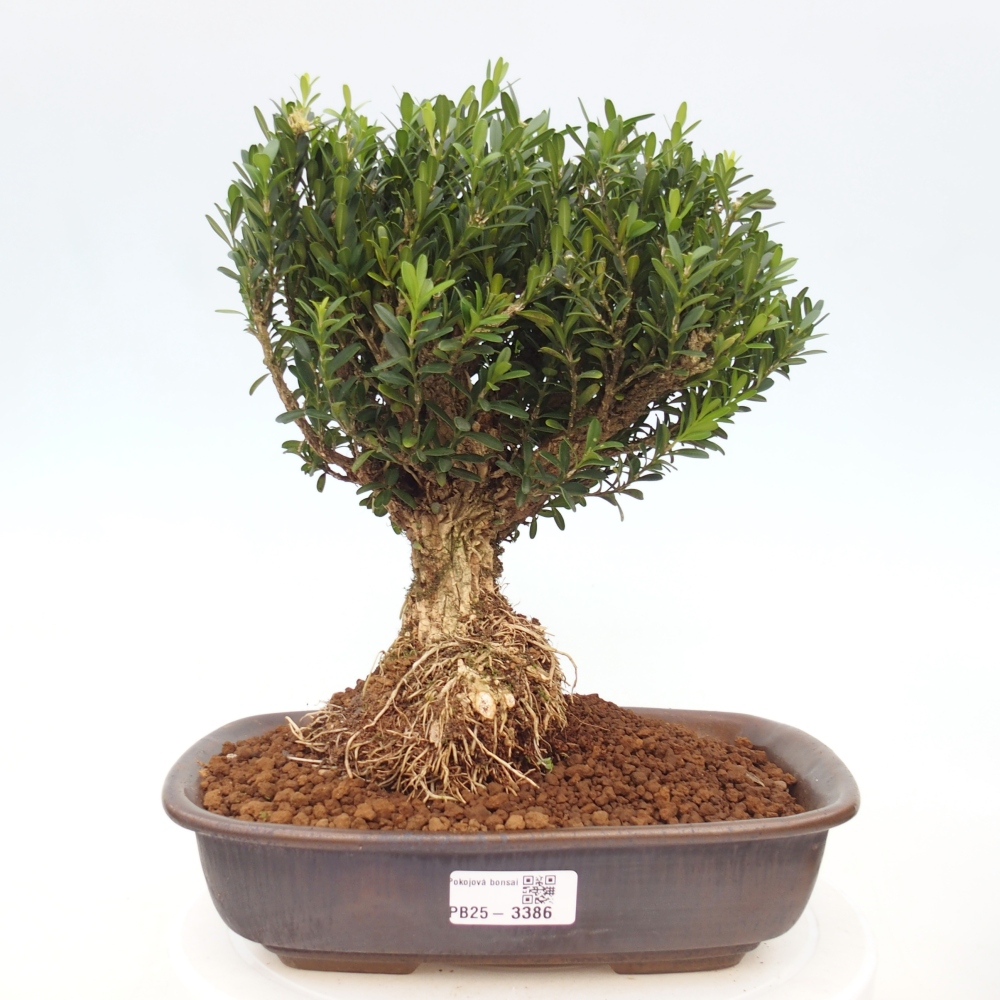 Bonsái de habitación - Buxus harlandii - buxus de corcho