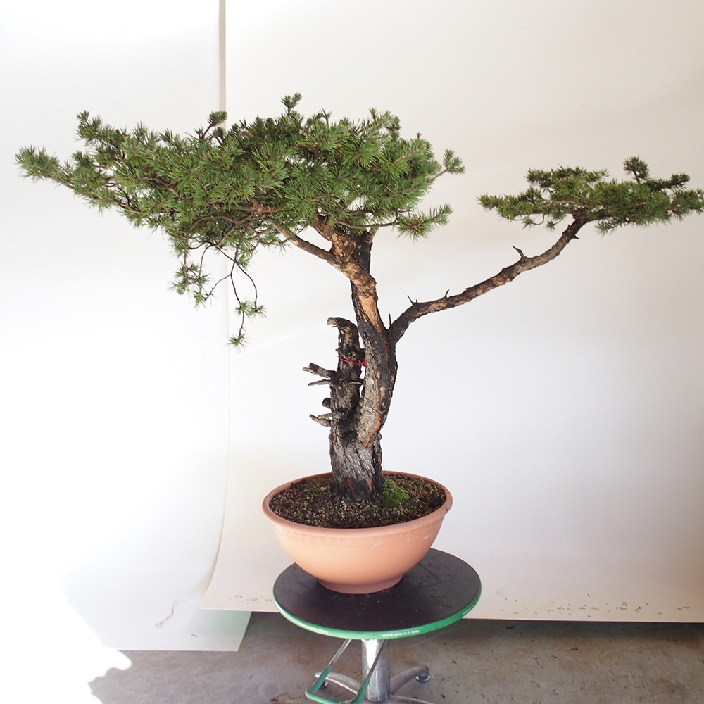 Yamadori - Pinus sylvestris España