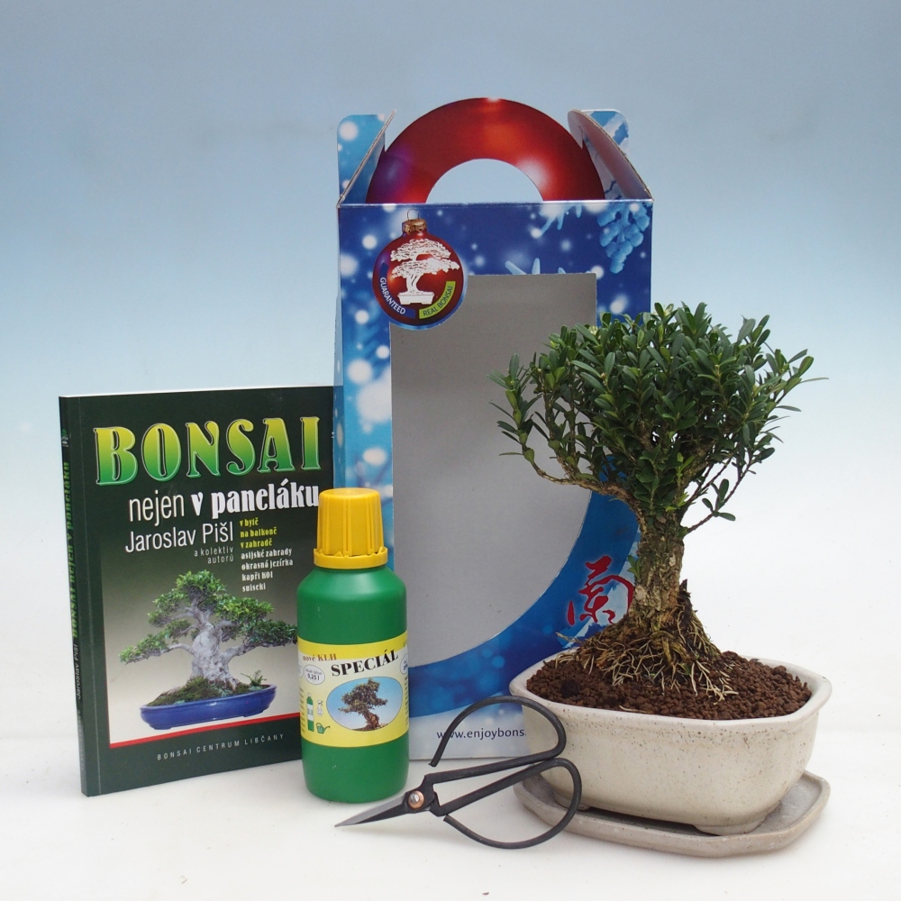 Bonsái de habitación en caja de regalo Buxus harlandii - buxus de corcho