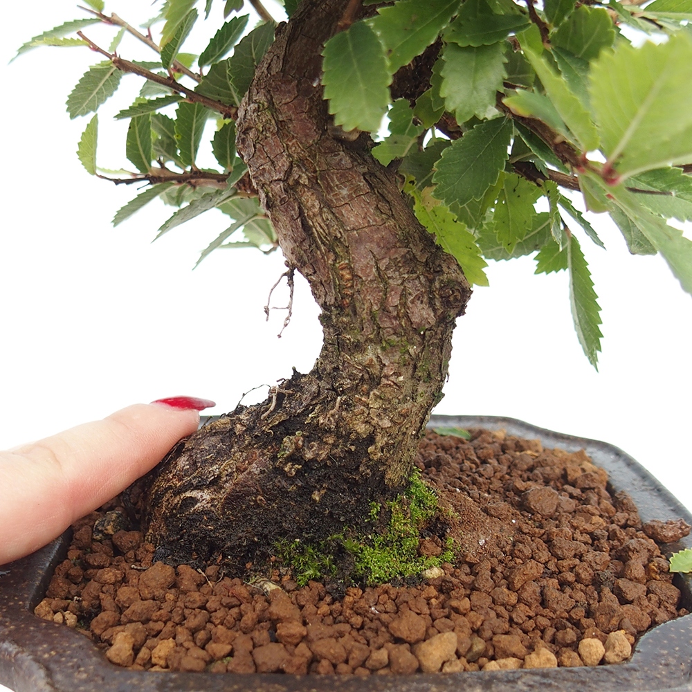 Bonsai de exterior - Zelkova - Zelkova NIRE