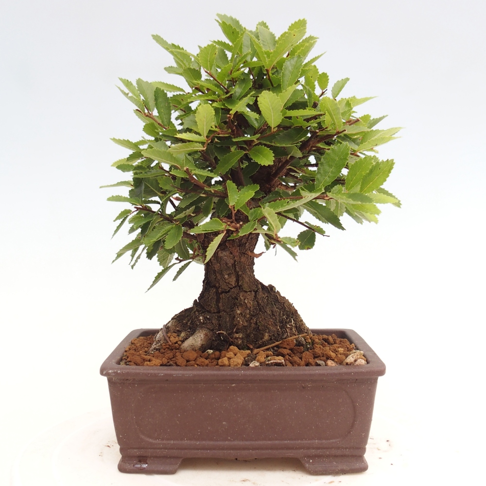 Bonsai de exterior - Zelkova - Zelkova NIRE