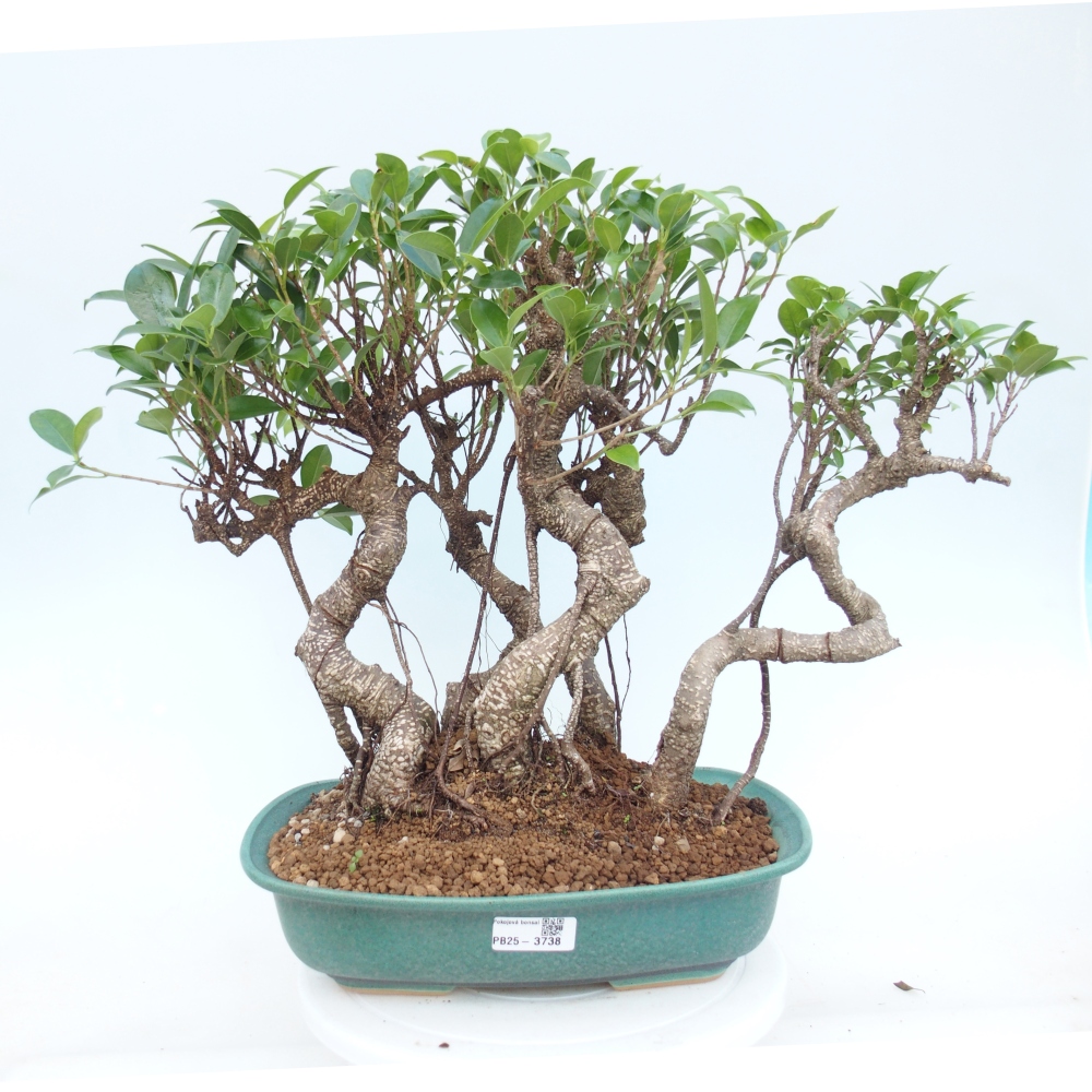 Bonsái de habitación - Ficus kimmen - ficus de hoja pequeña