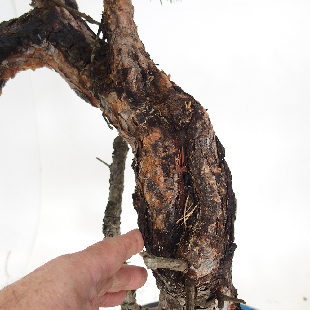 Yamadori - Pinus sylvestris España