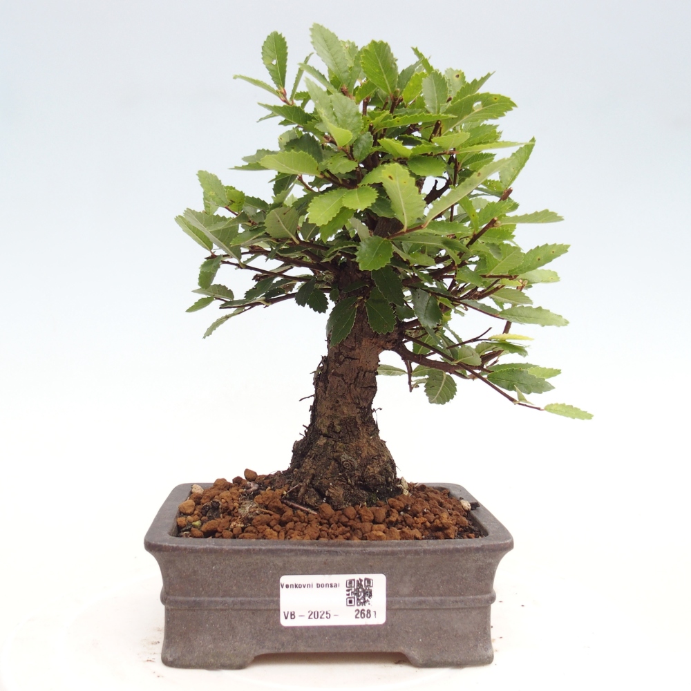 Bonsai de exterior - Zelkova - Zelkova NIRE