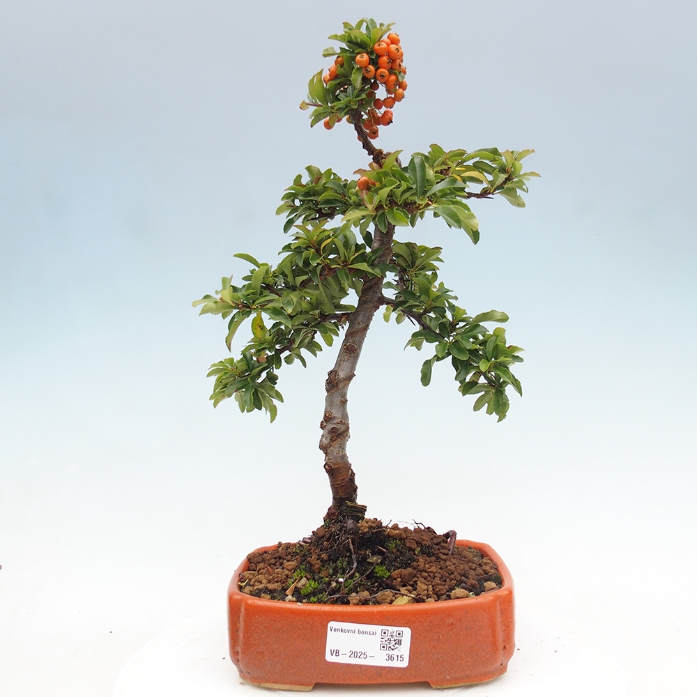 Bonsái de exterior-Pyracantha Teton -Hlox