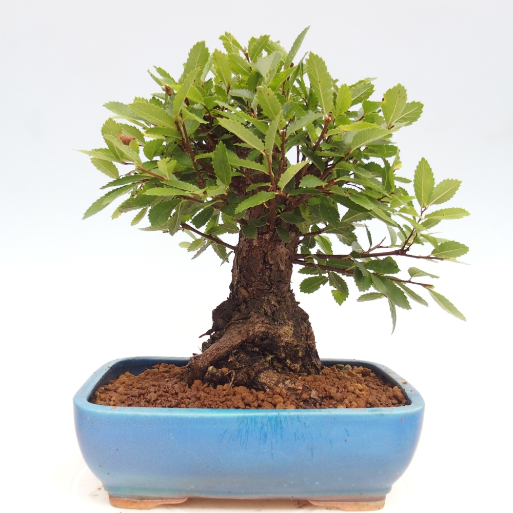 Bonsai de exterior - Zelkova - Zelkova NIRE