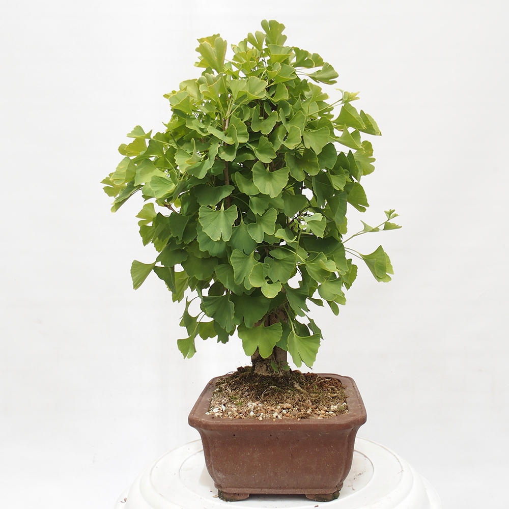 Bonsai de exterior - Ginkgo biloba - Ginkgo biloba