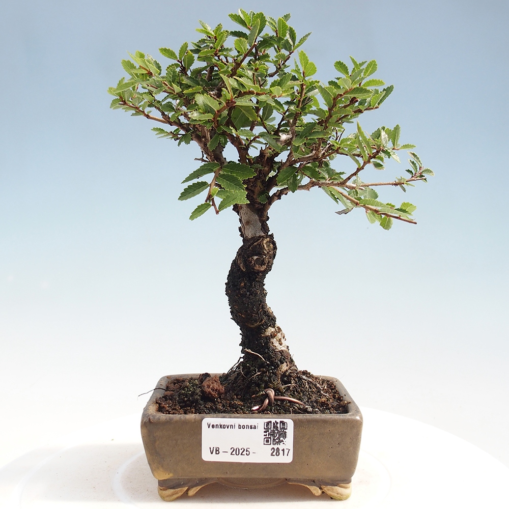 Bonsai de exterior - Zelkova - Zelkova NIRE