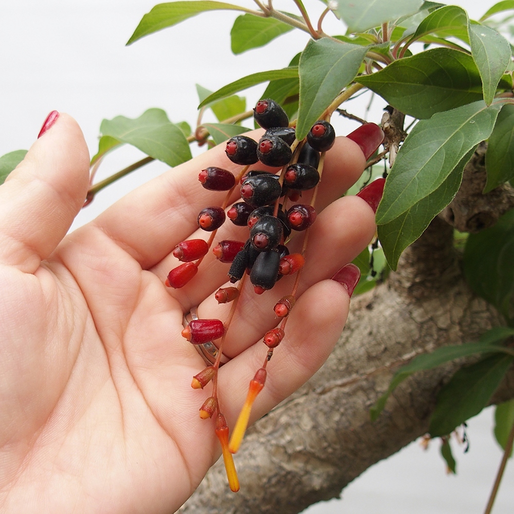 Bonsái de habitación - Patente Hamelia