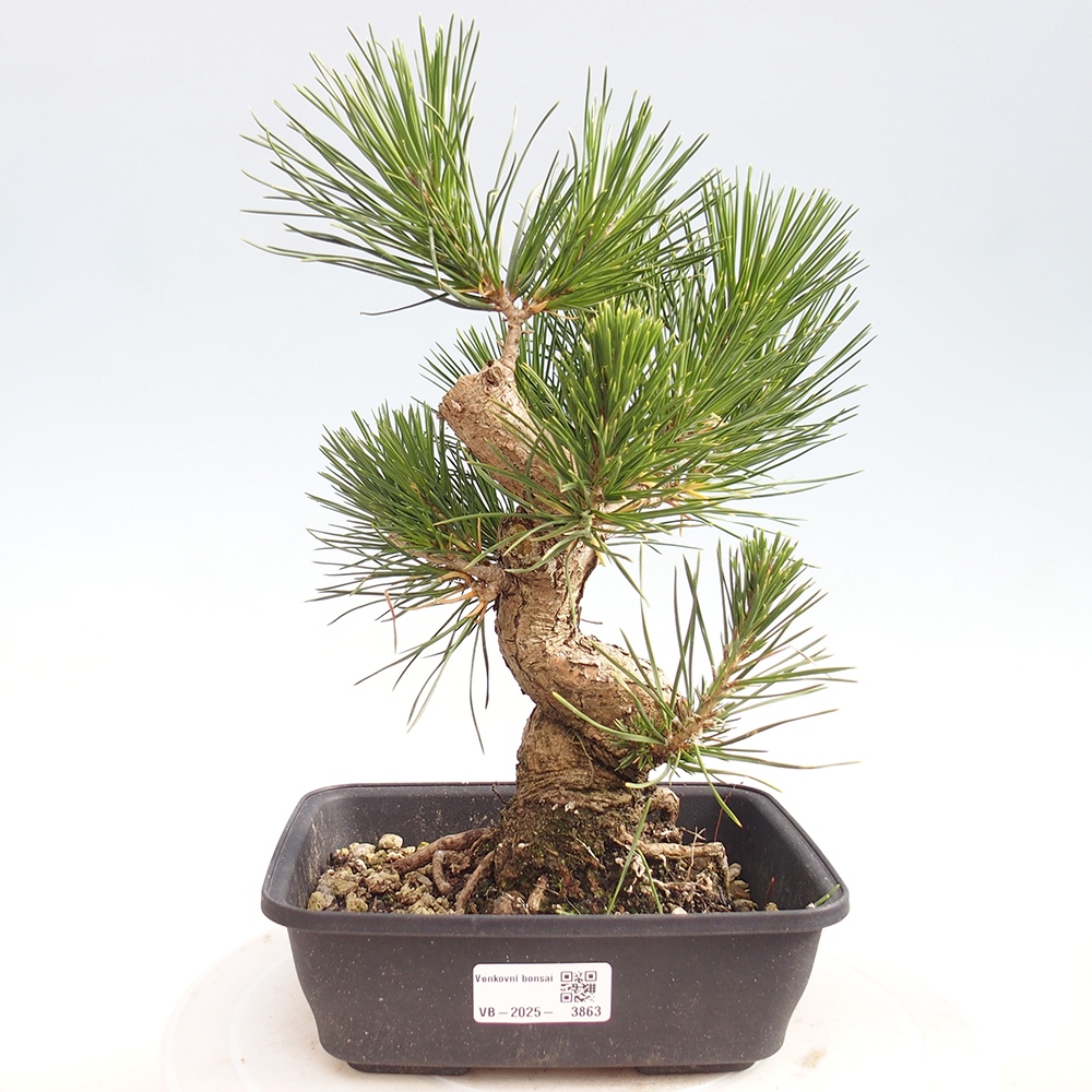 Bonsái de exterior - Pinus thunbergii - Pino Thunberg