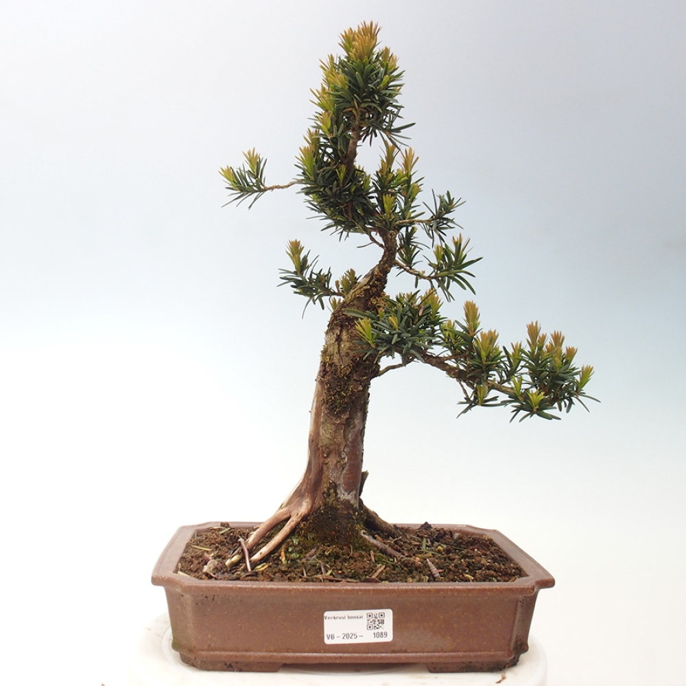 Bonsái de exterior - Taxus cuspidata - Tejo japonés