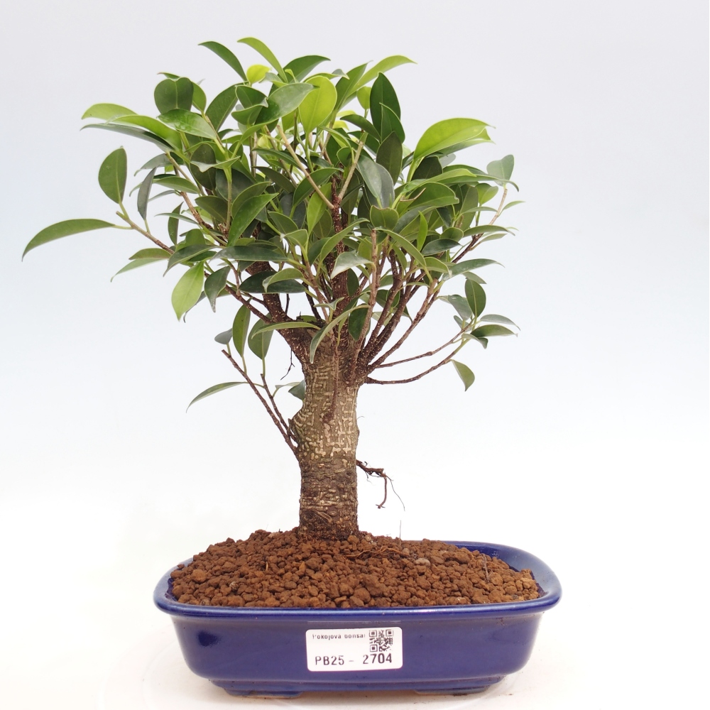 Bonsái de habitación - Ficus retusa - ficus de hoja pequeña