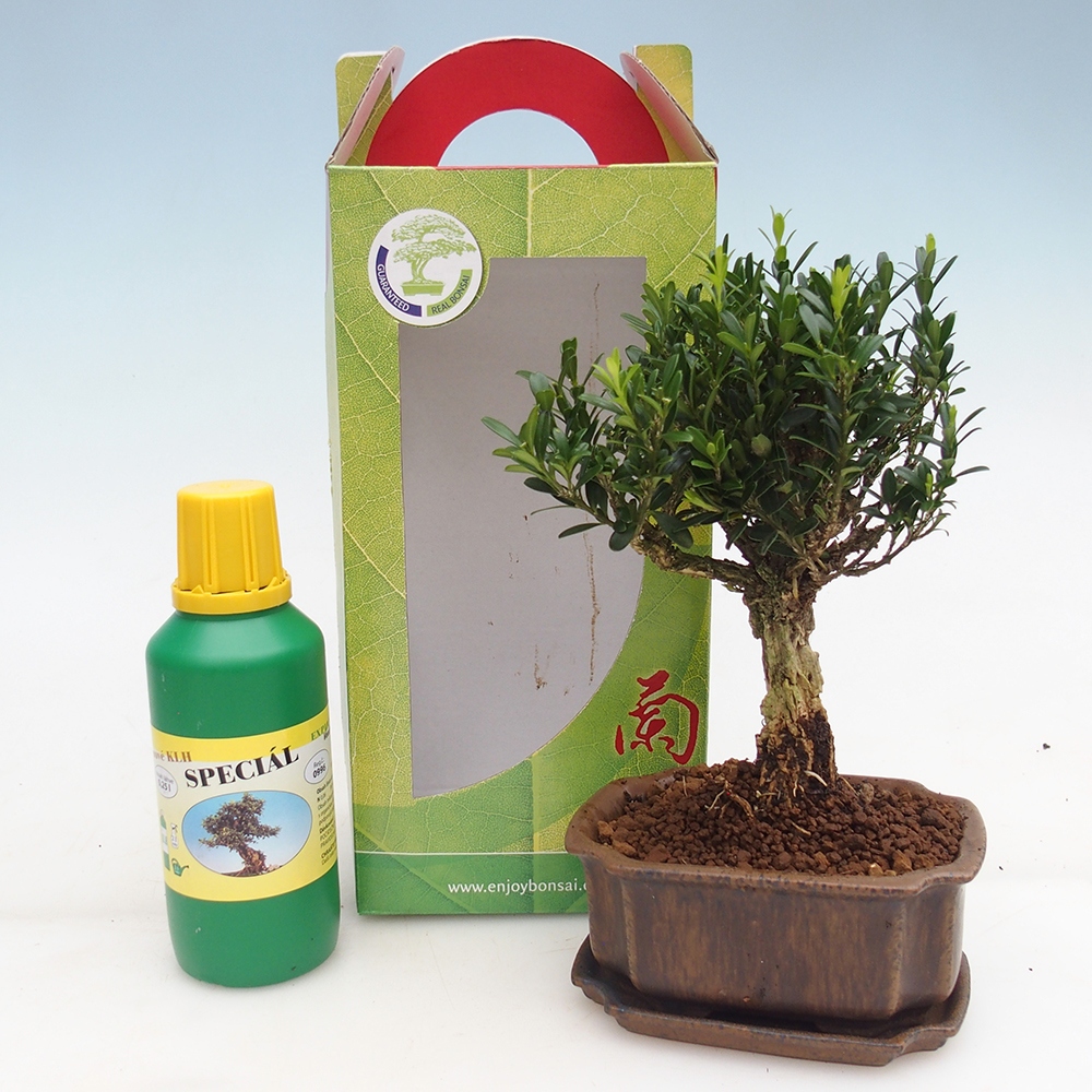 Bonsái de habitación en caja de regalo Buxus harlandii - buxus de corcho