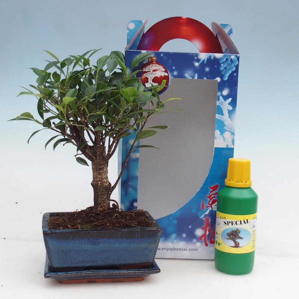 Bonsái de habitación en caja de regalo Ficus retusa - Ficus de hoja pequeña
