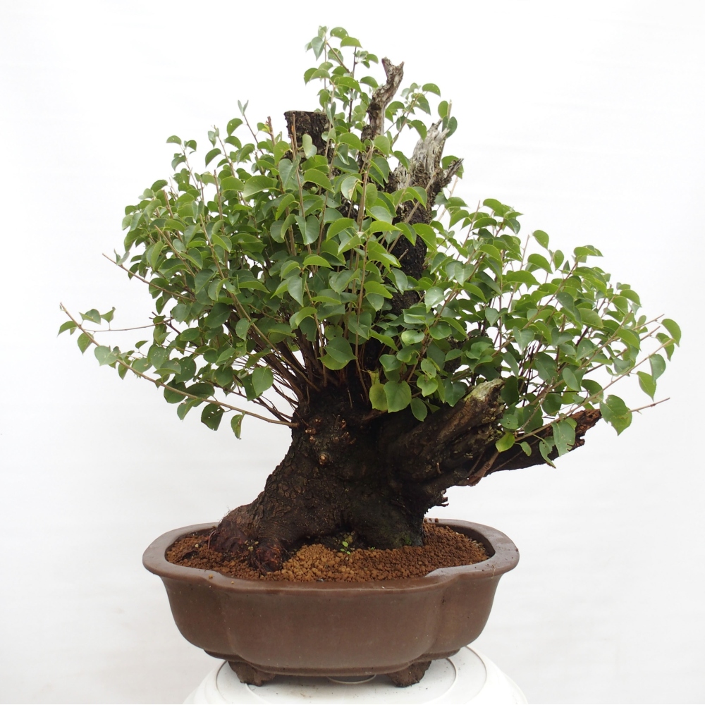 Bonsai de exterior - Mahalebka - Prunus mahaleb