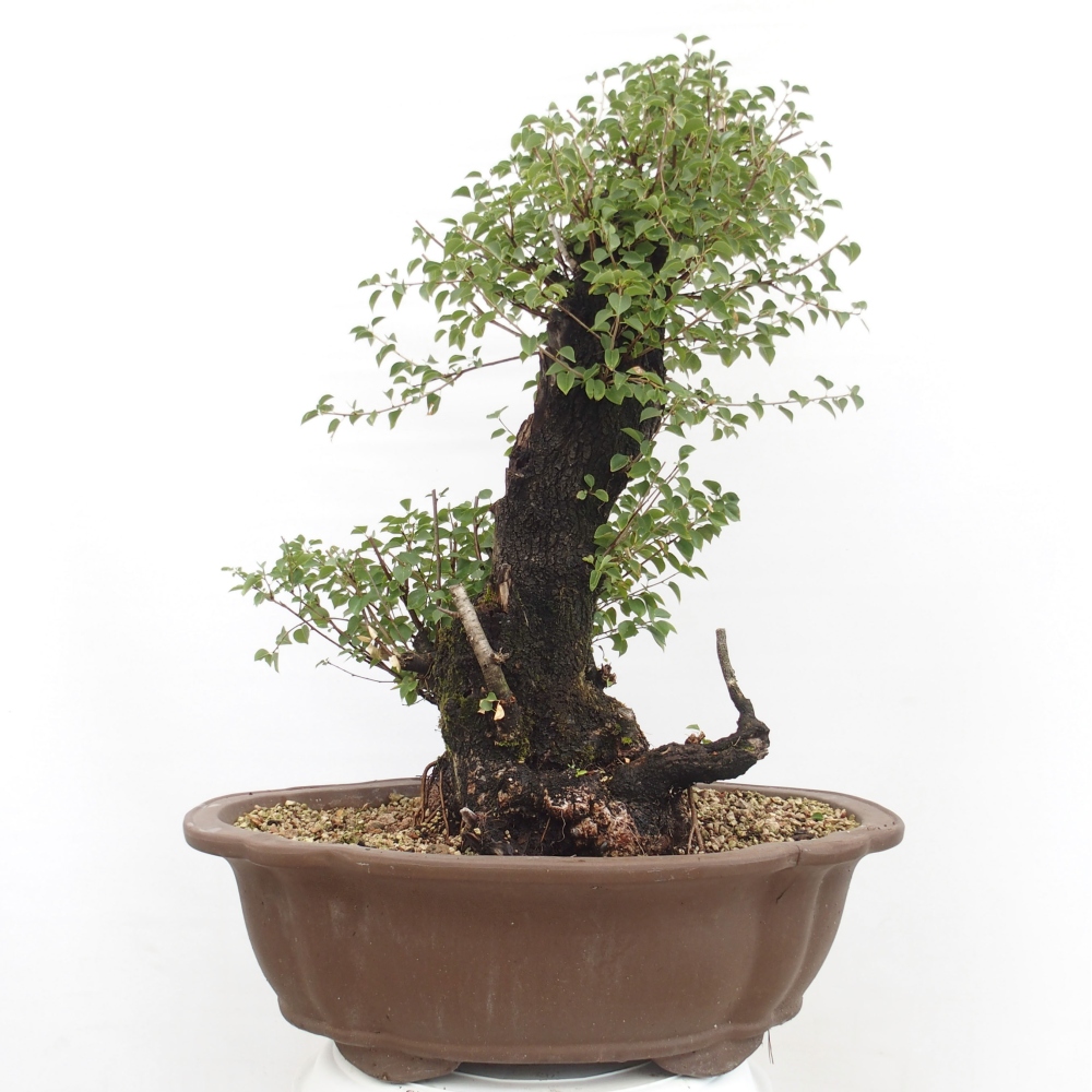 Bonsai de exterior - Mahalebka - Prunus mahaleb