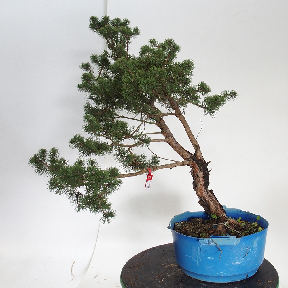 Yamadori - Pinus sylvestris España