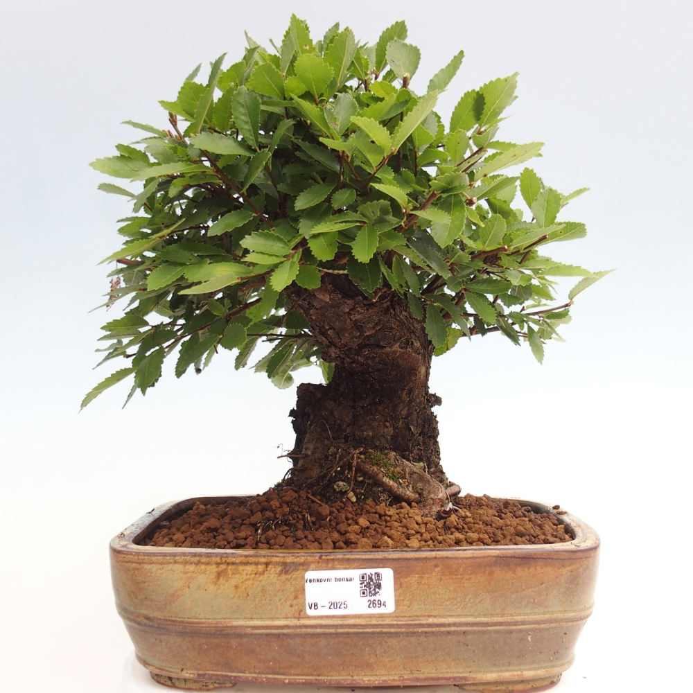 Bonsai de exterior - Zelkova - Zelkova NIRE