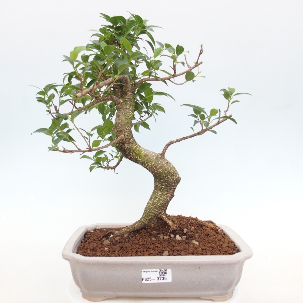 Bonsái de habitación - Ficus kimmen - ficus de hoja pequeña