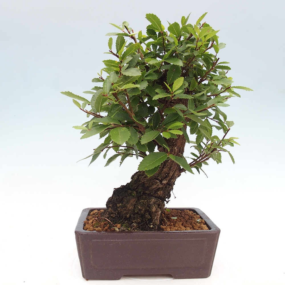 Bonsai de exterior - Zelkova - Zelkova NIRE