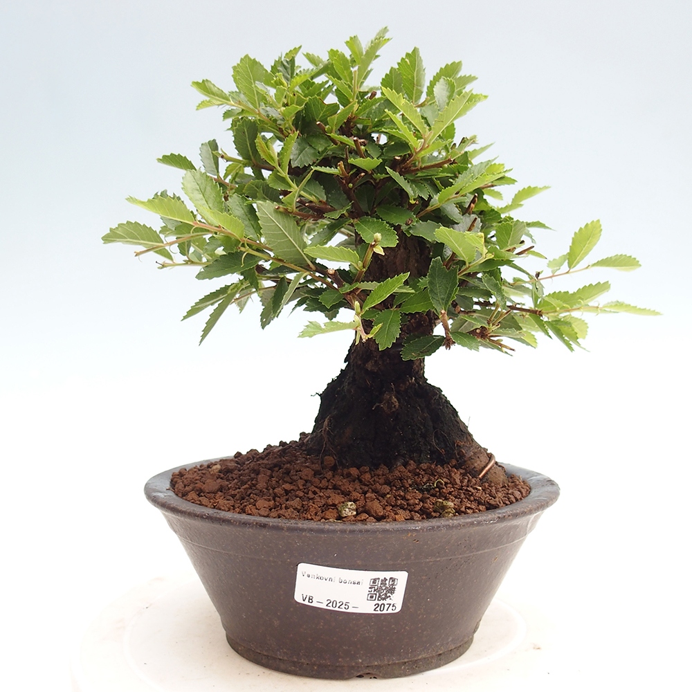Bonsai de exterior - Zelkova - Zelkova NIRE