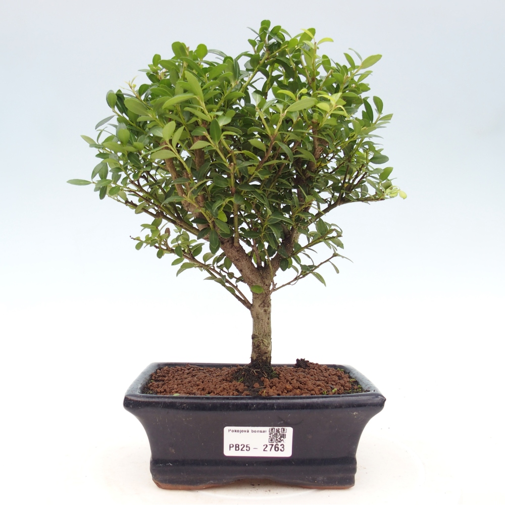 Bonsái de habitación - Ilex crenata - Acebo