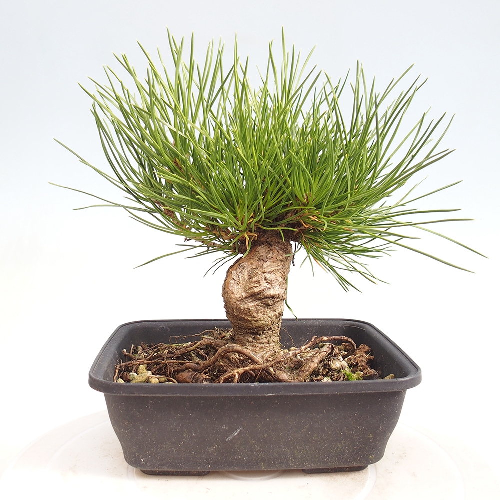Bonsái de exterior - Pinus thunbergii - Pino Thunberg