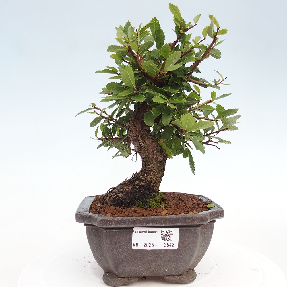 Bonsai de exterior - Zelkova - Zelkova NIRE