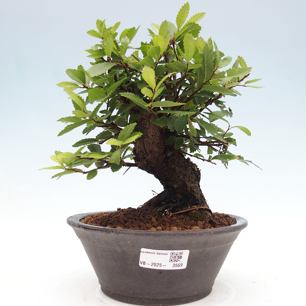 Bonsai de exterior - Zelkova - Zelkova NIRE