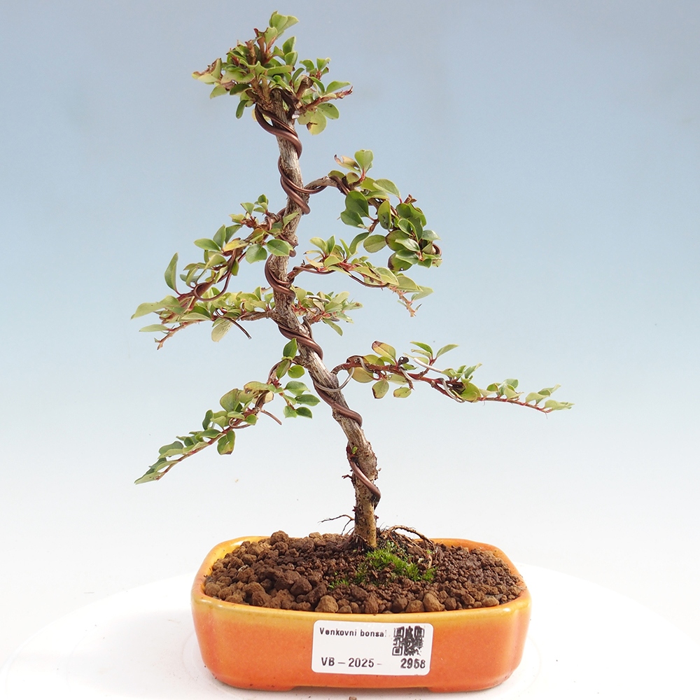 Bonsai de exterior - Cotoneaster horizontalis - Montañas Rocosas