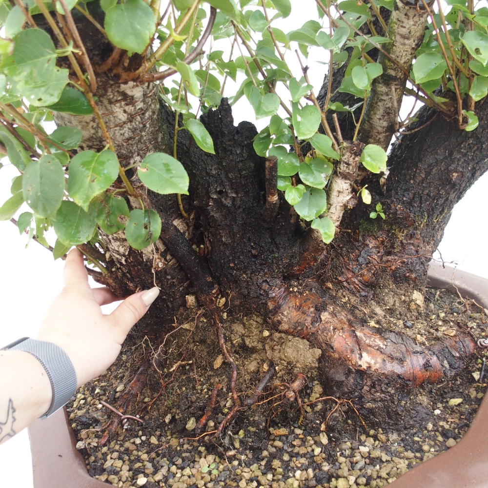 Bonsai de exterior - Mahalebka - Prunus mahaleb