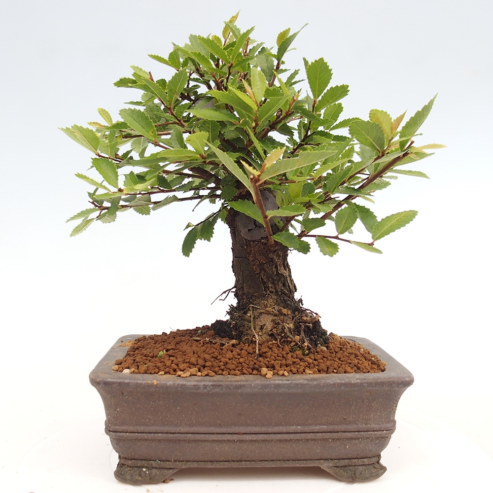 Bonsai de exterior - Zelkova - Zelkova NIRE