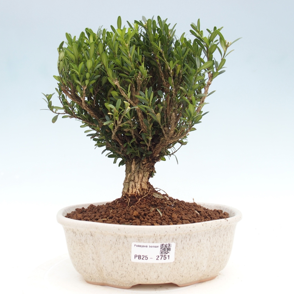 Bonsái de habitación - Buxus harlandii - buxus de corcho