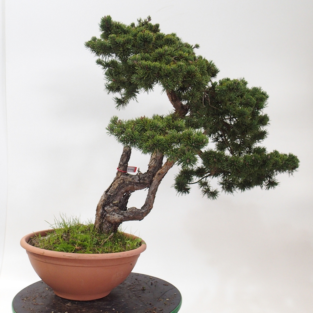 Yamadori - Pinus sylvestris España