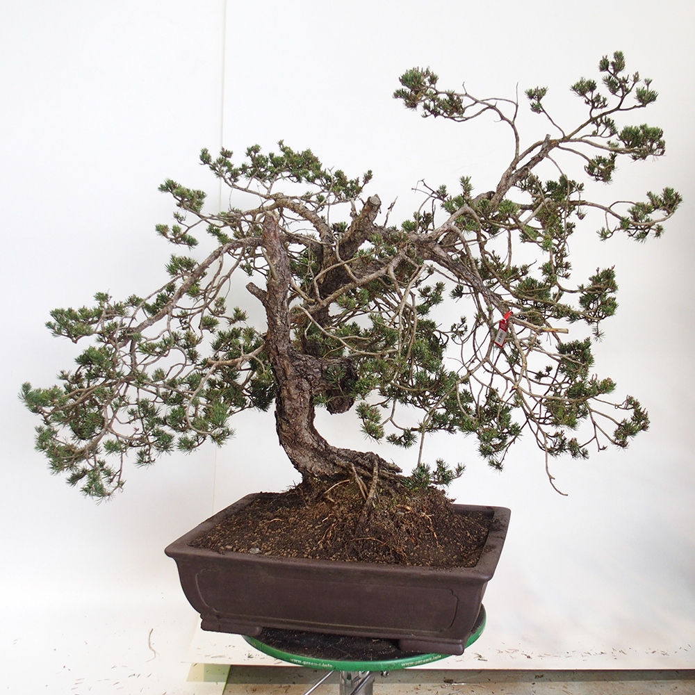 Yamadori - Pinus sylvestris España