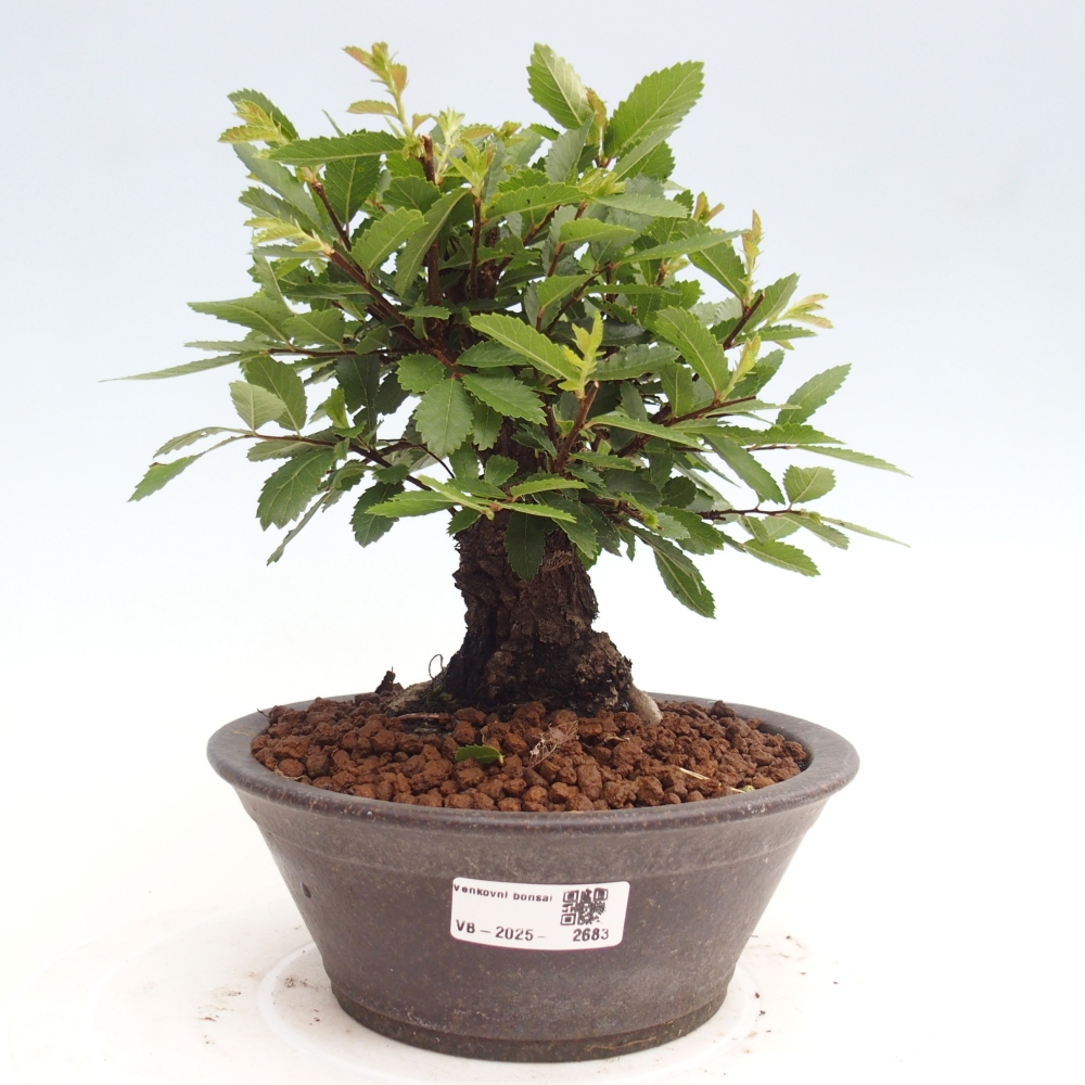 Bonsai de exterior - Zelkova - Zelkova NIRE