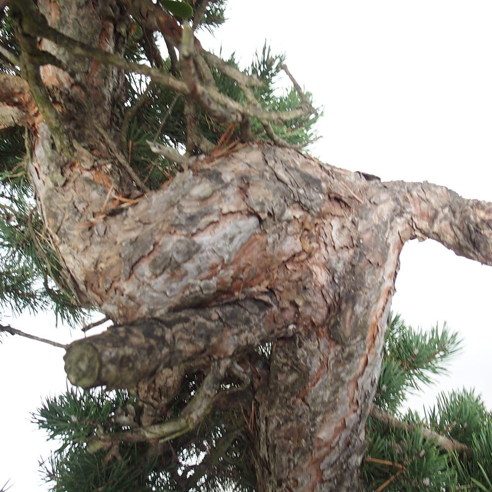 Yamadori - Pinus sylvestris España