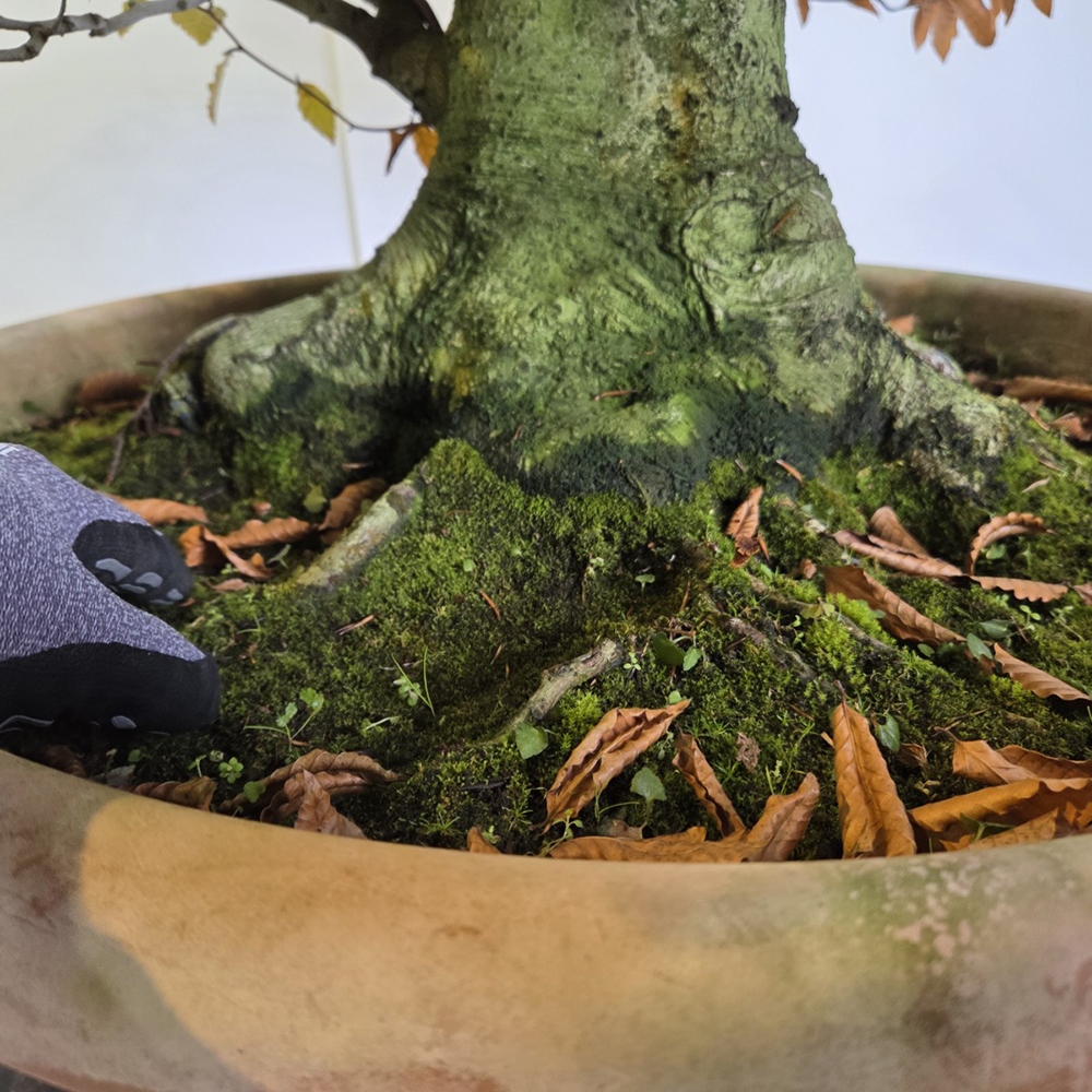 Bonsái de exterior - Fagus crenata