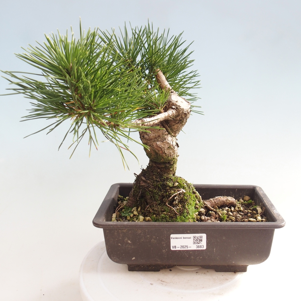 Bonsái de exterior - Pinus thunbergii - Pino Thunberg