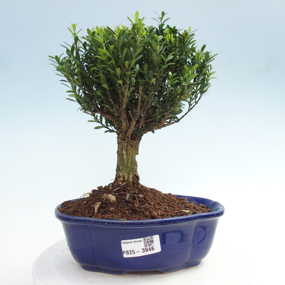 Bonsái de habitación - Buxus harlandii - buxus de corcho