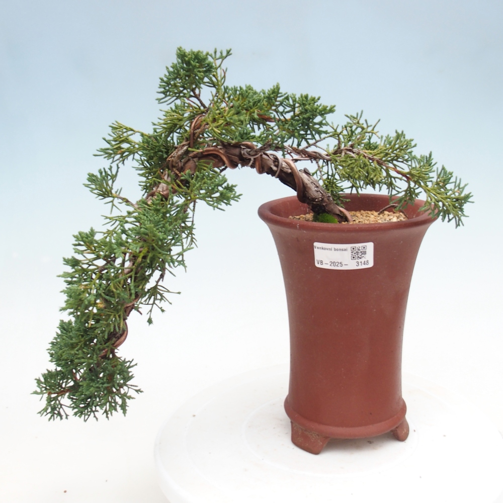 Bonsái de exterior - Juniperus chinensis Kishu