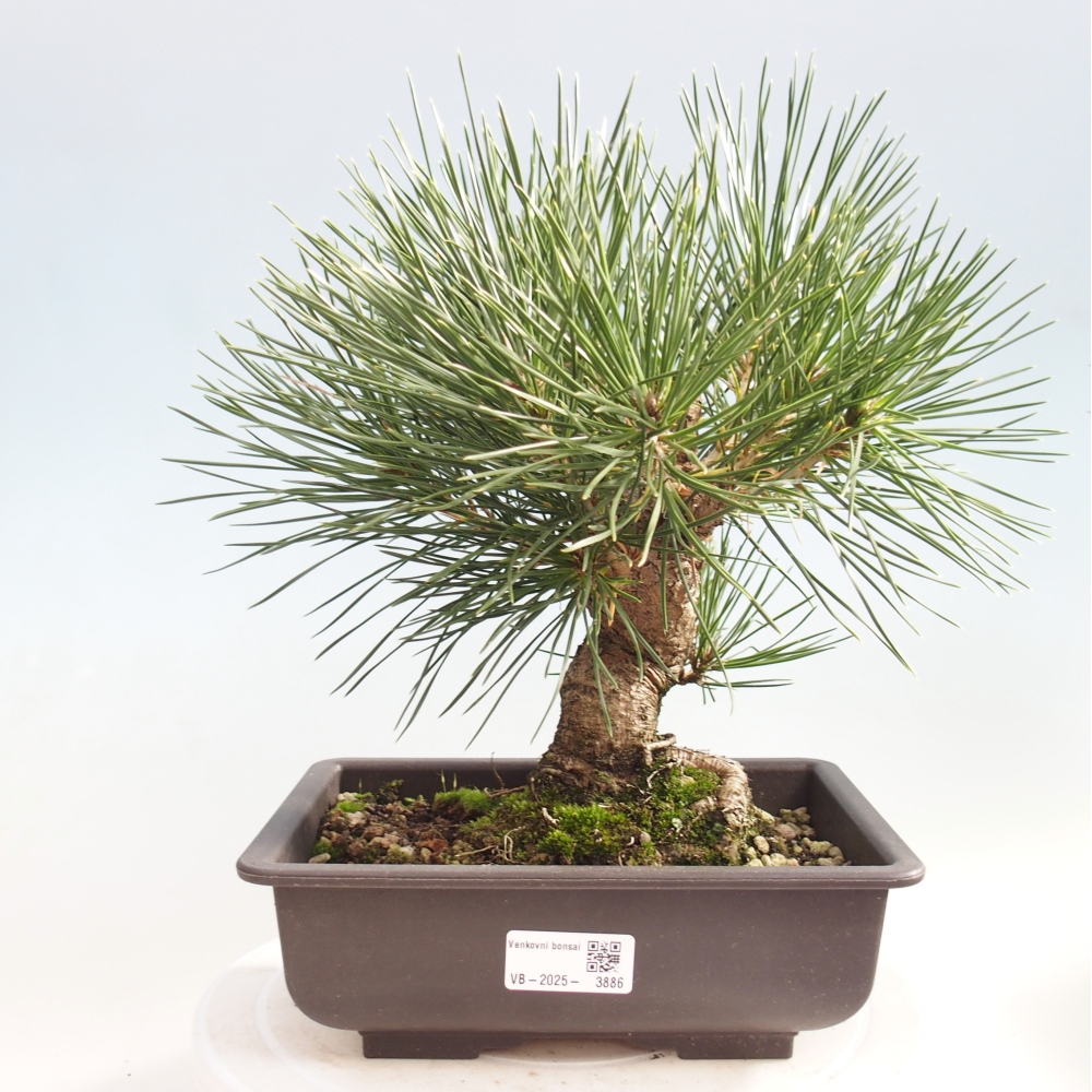 Bonsái de exterior - Pinus thunbergii - Pino Thunberg