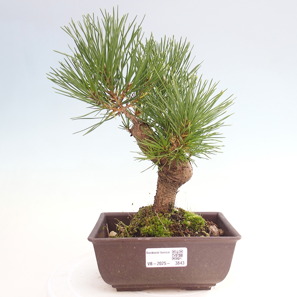 Bonsái de exterior - Pinus thunbergii - Pino Thunberg